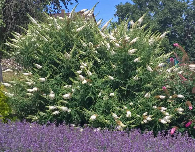 Budleja davidii „White Profusion” 5l
