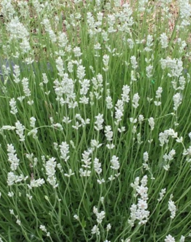 Lavanda Edelweiss