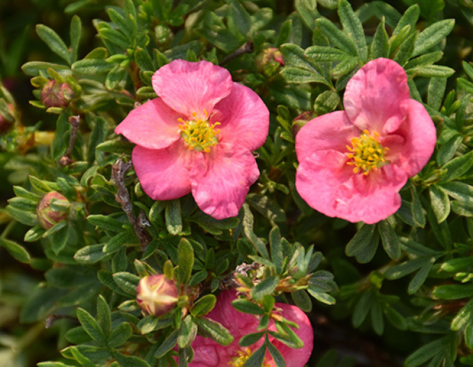 Potentilla fruticosa „Bella Rosa” 5l