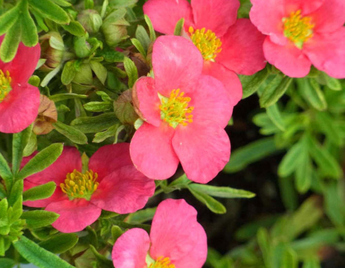 Potentilla fruticosa „Bella Rosa” 5l