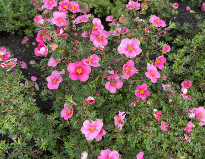 Potentilla fruticosa „Bella Rosa” 5l