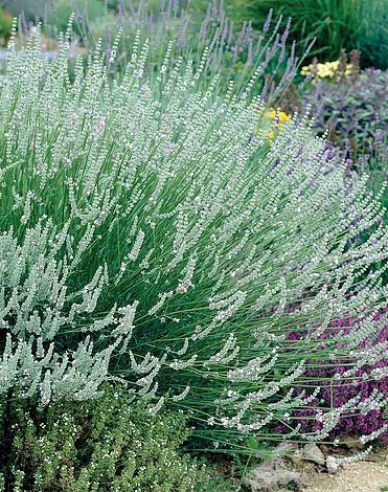 Lavanda Edelweiss