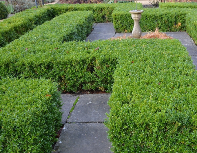 Cimișir - Buxus   5l