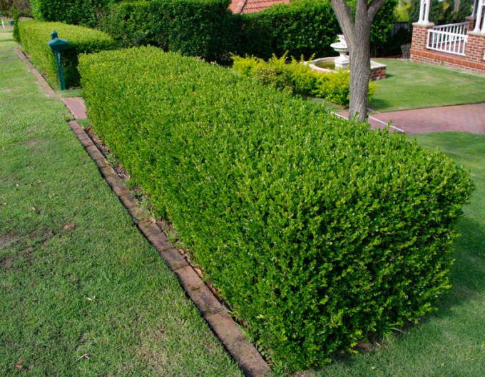 Cimișir - Buxus   5l