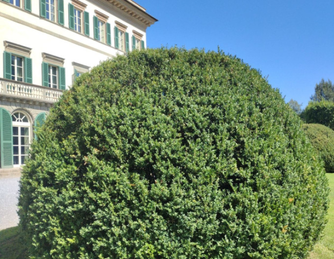 Cimișir - Buxus   5l