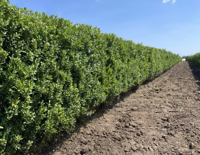 Cimișir - Buxus   5l
