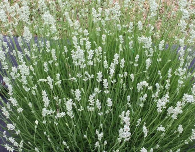 Lavanda Edelweiss 1l