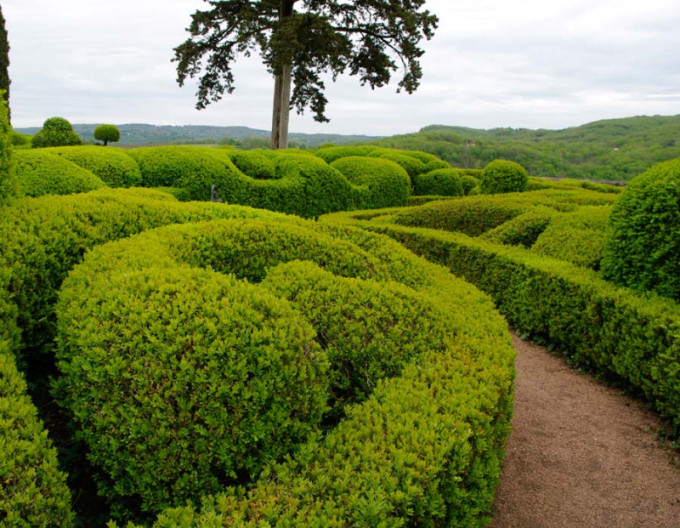 Buxus microphylla 5l