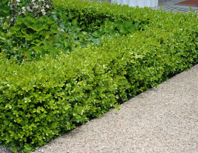 Buxus microphylla 5l