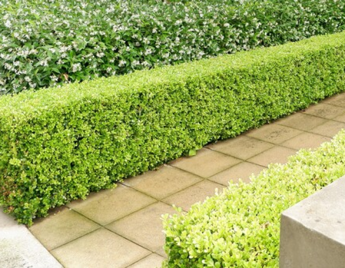 Buxus microphylla 5l