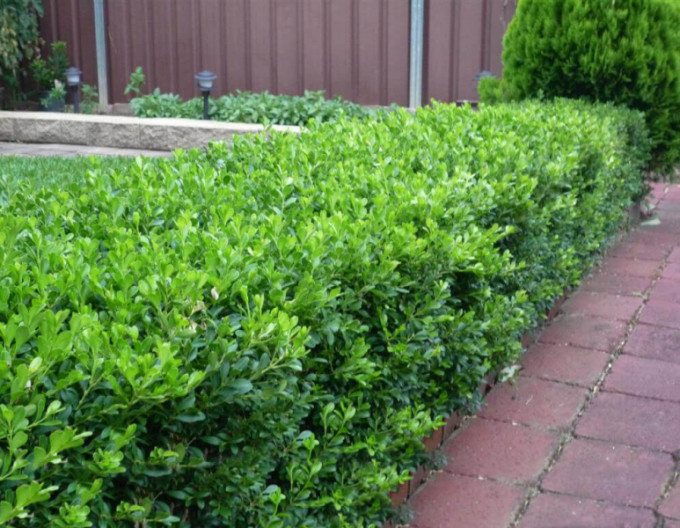 Buxus microphylla 5l