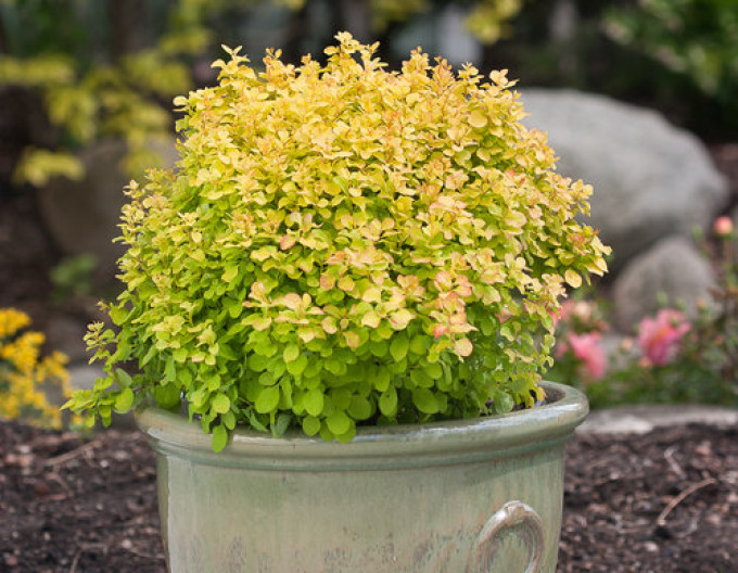 Berberis thunbergii „Tiny Gold” 5l