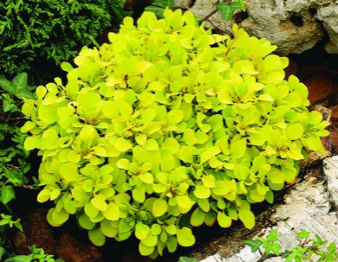 Berberis thunbergii „Tiny Gold” 5l