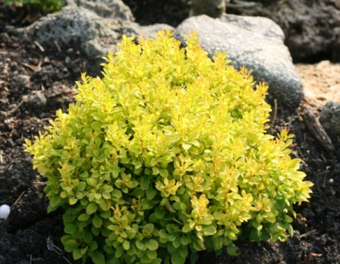 Berberis thunbergii „Tiny Gold” 5l