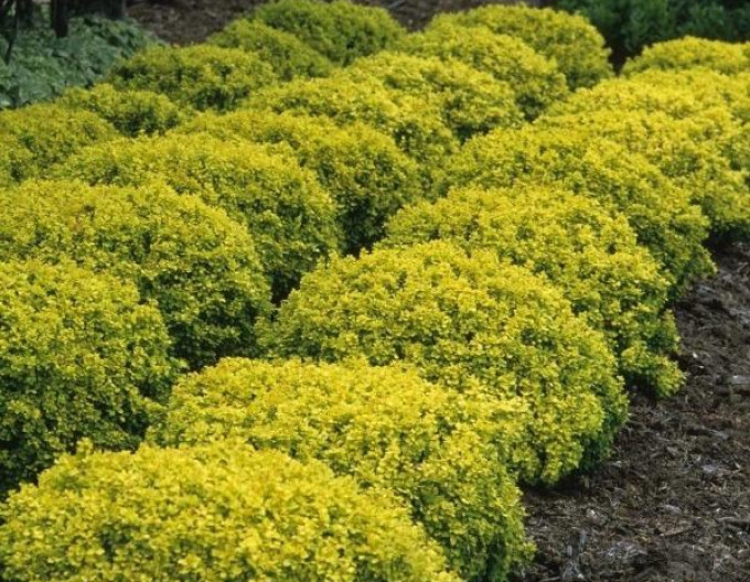 Berberis thunbergii „Tiny Gold” 5l