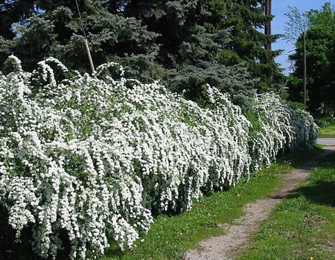 Deutzia gracilis  2l