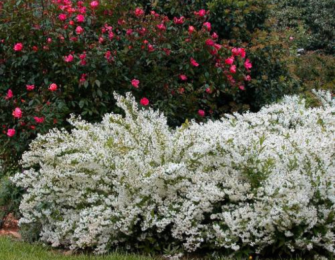Deutzia gracilis  2l