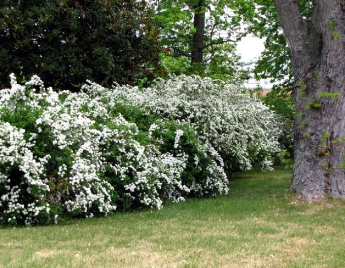 Deutzia gracilis  2l