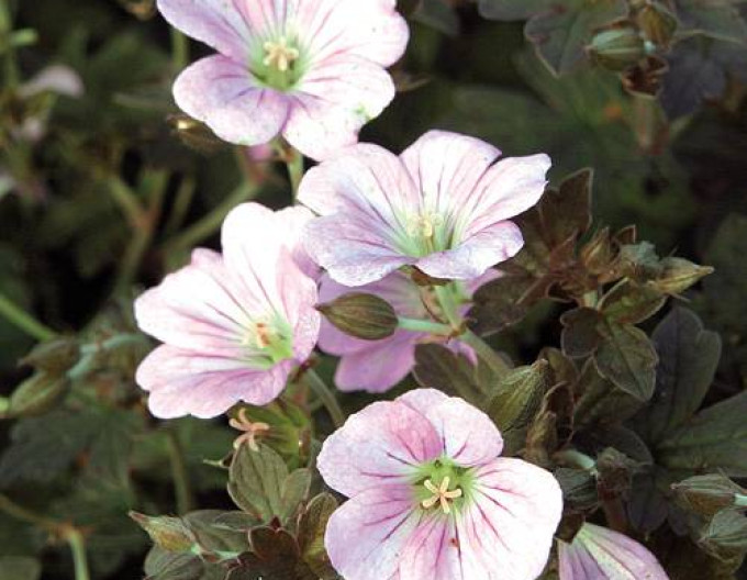 Geranium „Dusky Crug”