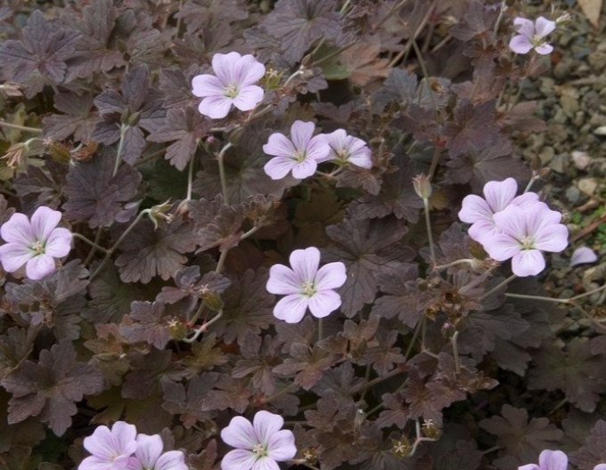 Geranium „Dusky Crug”