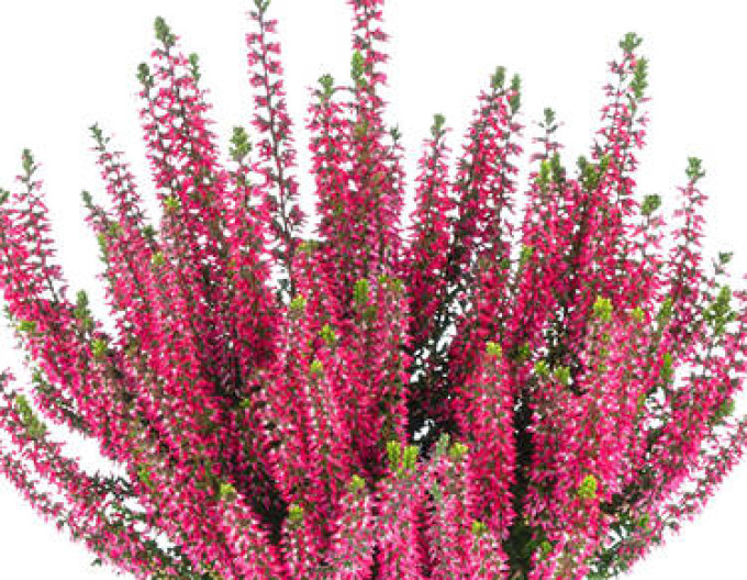 Calluna vulgaris „Amina”