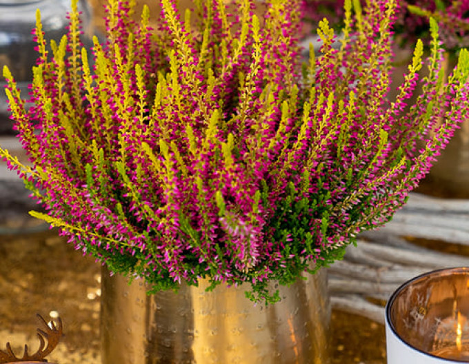 Calluna vulgaris „Golden Angie”