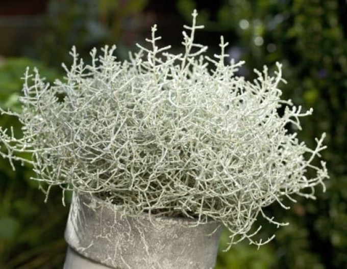 Calocephalus brownii „Whimsy Silver”