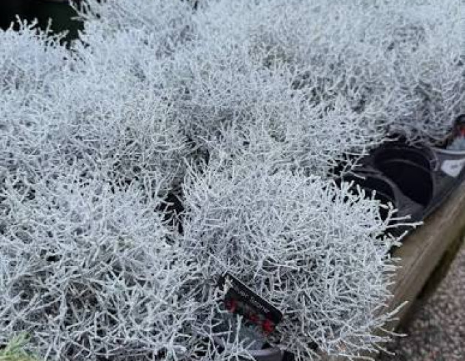 Calocephalus brownii „Whimsy Silver”