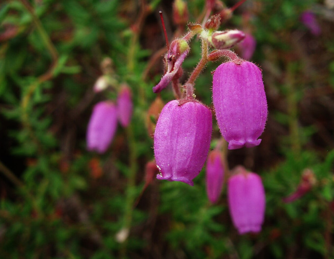 Daboecia cantabrica  „Ramona”
