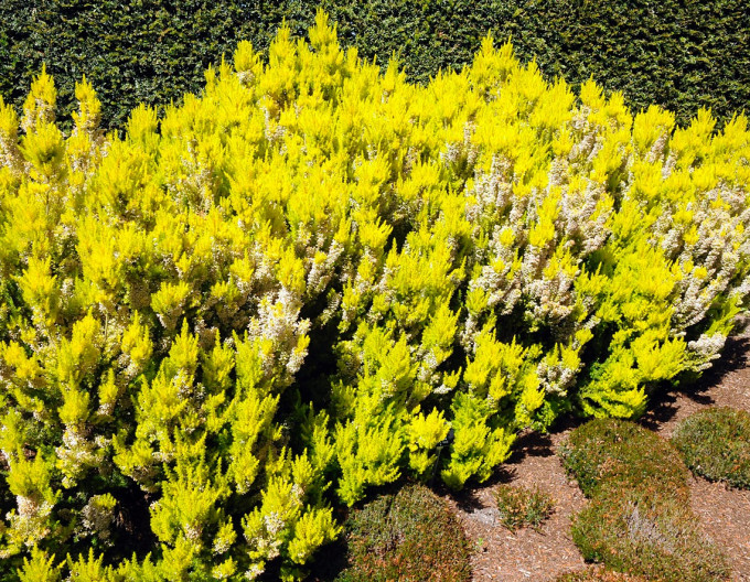 Erica arborea „Albert’s Gold”