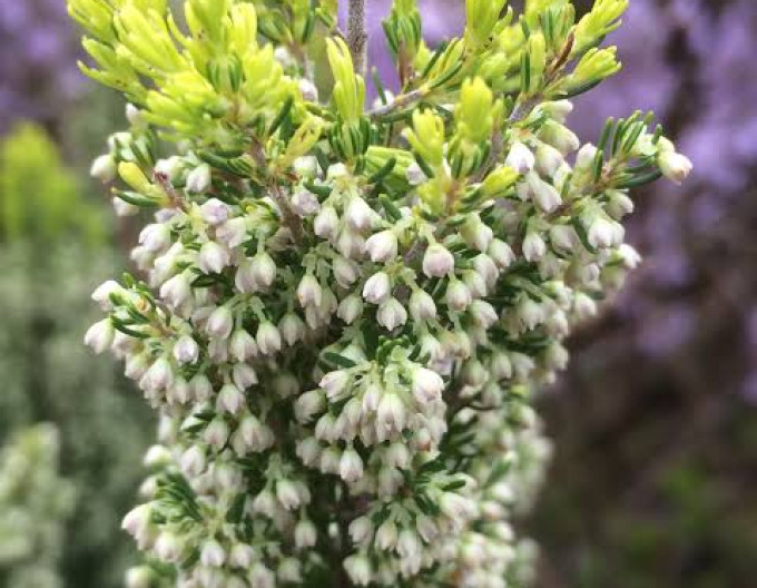 Erica arborea „Albert’s Gold”
