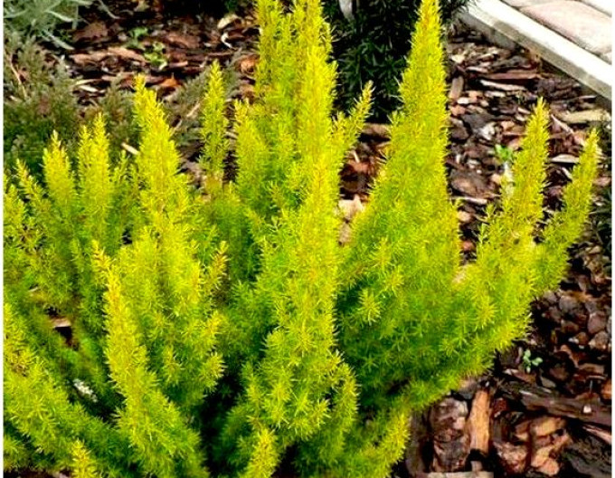 Erica arborea „Golden Joy”