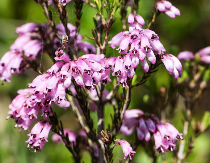 Erica australis