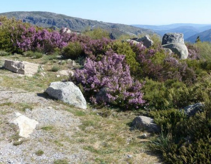 Erica australis