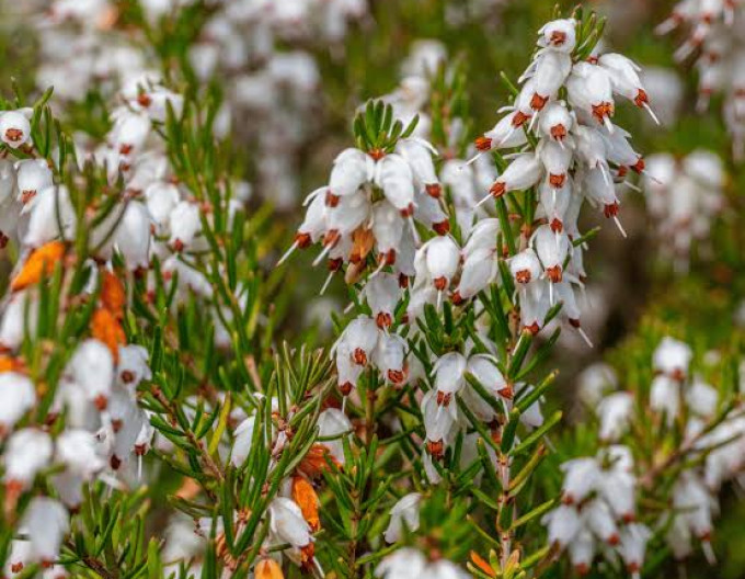 Erica darleyensis „Mont Blanc”