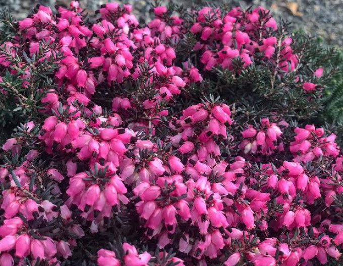 Erica darleyensis „Pink Harmony”
