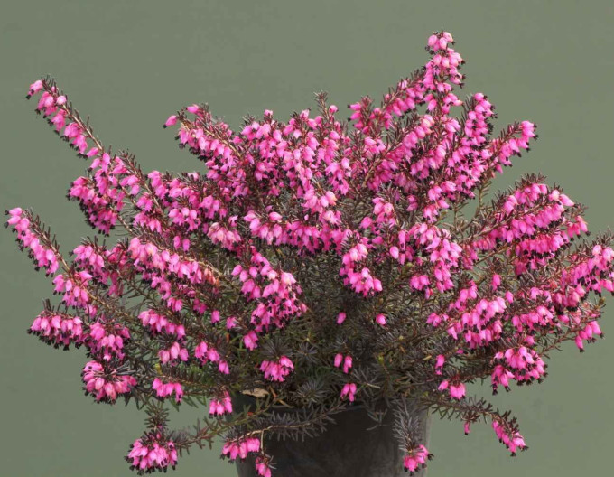 Erica darleyensis „Torero”