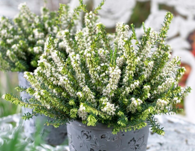 Erica darleyensis „White Spring Surprise”