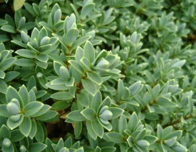 Hebe pimeleoides „Nana”