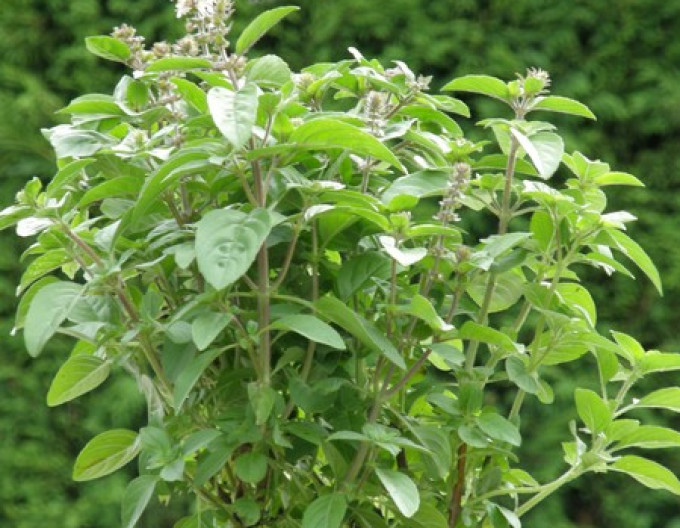 Ocimum basilicum „Magic White”