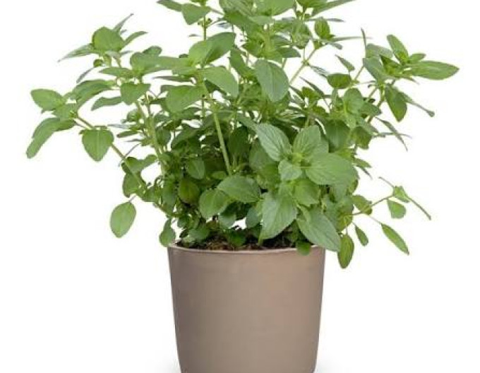 Ocimum basilicum „Magic White”