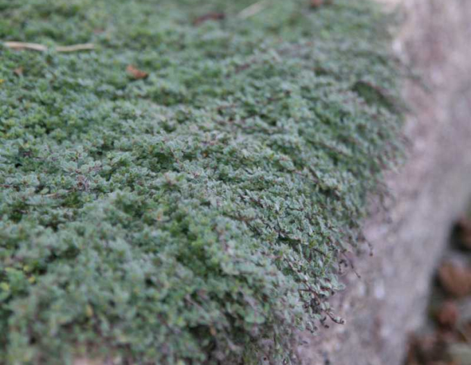 Thymus Pseudolanuginosus