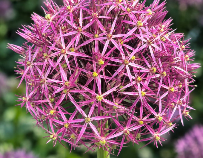 Usturoiul ornamental „Christophii”