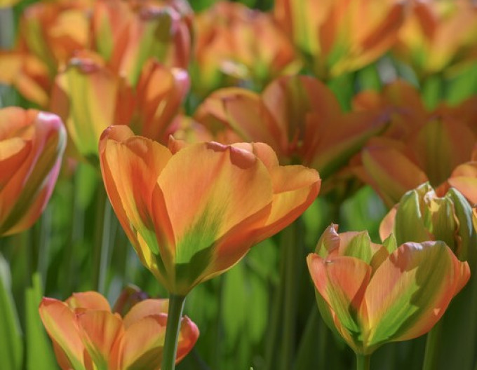 Laleaua cu flori verzi (Viridiflora) „Orange Marmelade”