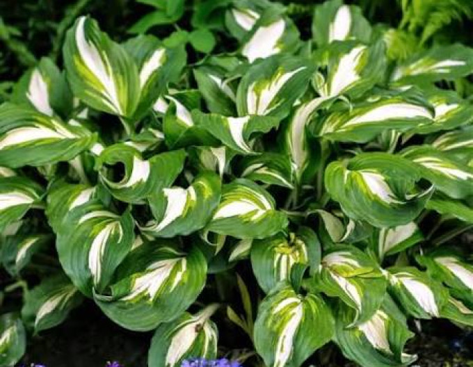 Hosta „Mediovariegata”