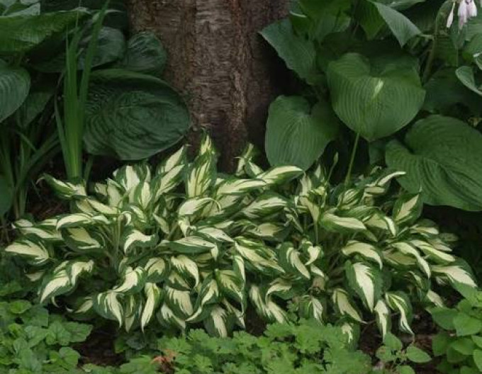 Hosta „Mediovariegata”