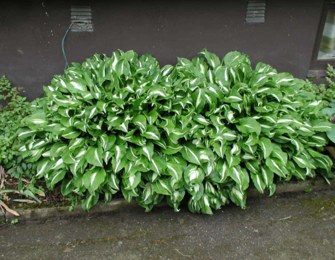 Hosta „Mediovariegata”