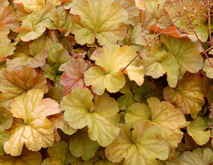 Heuchera „Northern Exposure Amber”