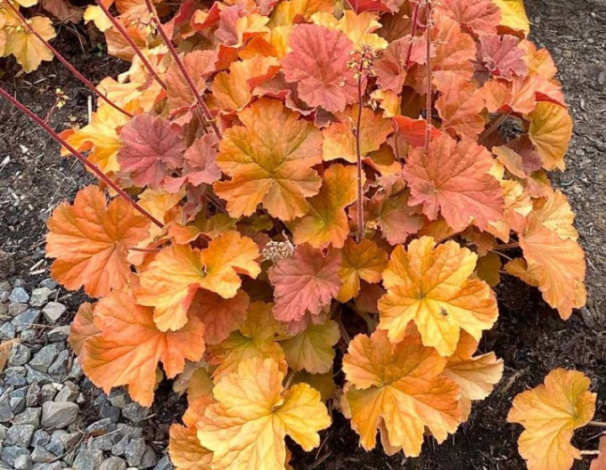 Heuchera „Northern Exposure Amber”