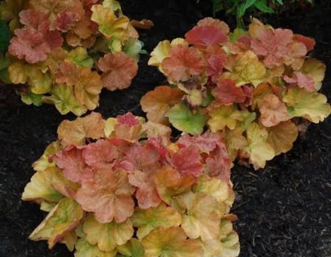 Heuchera „Northern Exposure Amber”